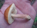 Boletus longicurvipes image