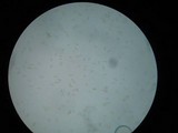 Chalciporus pseudorubinellus image