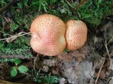 Cortinarius bolaris image