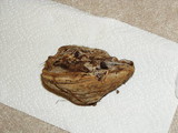 Fomes excavatus image