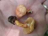 Cortinarius bolaris image