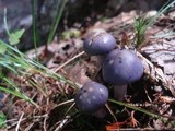 Cortinarius iodes image