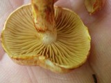 Cortinarius bolaris image