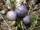 Cortinarius iodes image