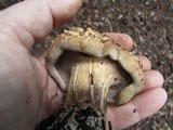 Sarcodon imbricatus image