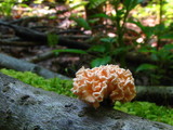 Xylocoremium flabelliforme image