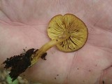 Callistosporium luteo-olivaceum image
