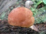 Callistosporium luteo-olivaceum image
