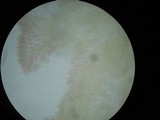 Callistosporium luteo-olivaceum image