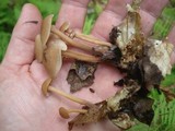 Gymnopus confluens image