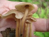 Gymnopus confluens image