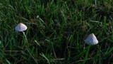 Conocybe apala image