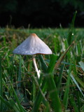Conocybe apala image