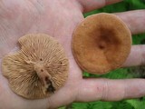 Lactarius camphoratus image