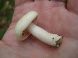 Lactarius chrysorrheus image