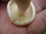 Lactarius chrysorrheus image