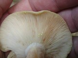 Lactarius chrysorrheus image