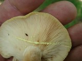 Lactarius chrysorrheus image