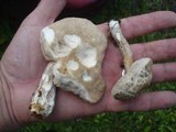 Leccinellum albellum image