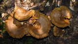 Albatrellus cristatus image