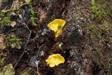 Flaviporus brownii image