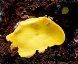 Flaviporus brownii image