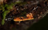 Flaviporus brownii image