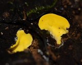 Flaviporus brownii image