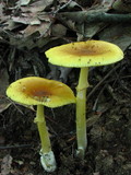 Amanita banningiana image