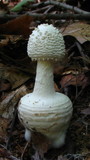 Amanita abrupta image