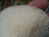 Russula variata image