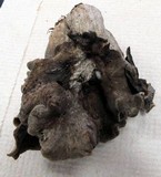 Craterellus foetidus image