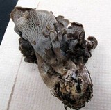 Craterellus foetidus image