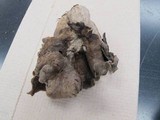 Craterellus foetidus image