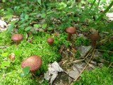 Suillus spraguei image