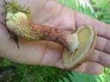 Suillus spraguei image