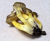 Hygrocybe caespitosa image