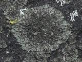 Phaeophyscia orbicularis image