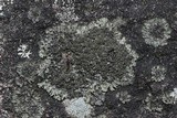Phaeophyscia orbicularis image