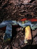 Boletus subluridellus image