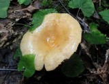 Lactarius croceus image