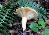 Lactarius croceus image