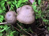 Neohygrocybe subovina image