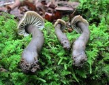 Neohygrocybe subovina image