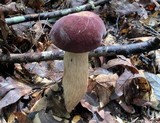 Tylopilus rubrobrunneus image