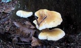 Tapinella atrotomentosa image