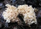 Sparassis americana image