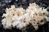 Sparassis americana image