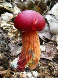 Boletus frostii image