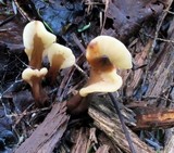 Spathulariopsis velutipes image